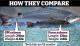 Fda Considers Gmo Salmon Safe For Environment